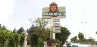 Dünya Aslan Günü