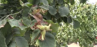 Sakarya gündem haberleri: Sakarya'da fındık hasat şenliği yapıldı