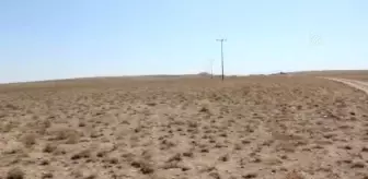 Son dakika haber... Kurt saldırısı sonucu 43 kuzu telef oldu