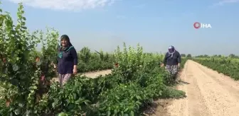 Denizli haberi | Pamukkale Ovası'nda çiftçinin yeni umudu salçalık biber oldu