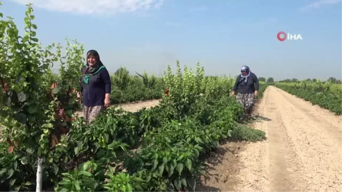 Denizli haberi | Pamukkale Ovası'nda çiftçinin yeni umudu salçalık biber oldu