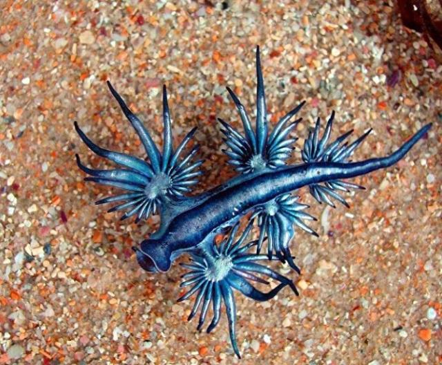 Sahilde nefes kesen görüntü! Nadir görülen bir tür mavi ejderha deniz kıyısına vurdu