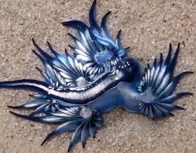 Sahilde nefes kesen görüntü! Nadir görülen bir tür mavi ejderha deniz kıyısına vurdu