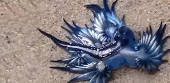 Sahilde nefes kesen görüntü! Nadir görülen mavi ejderha kıyıya vurdu