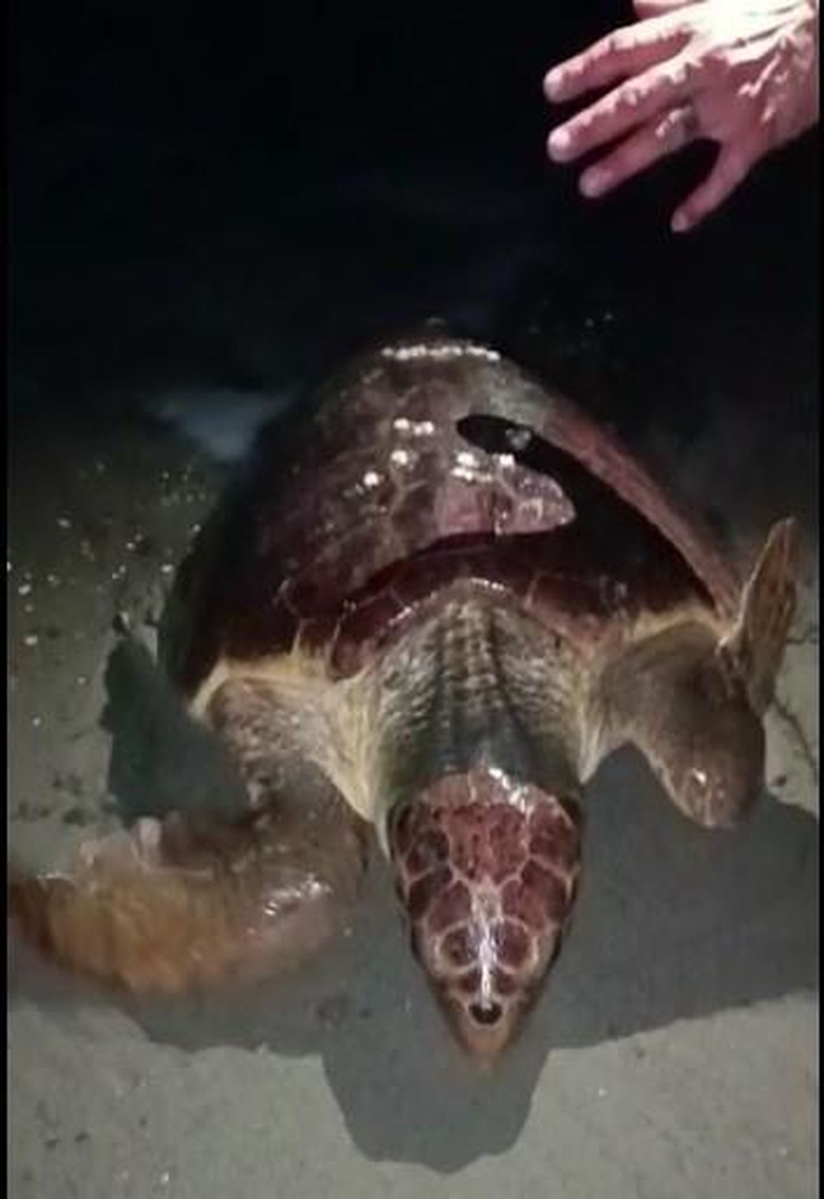 Yumurtlamaya gelen Caretta Carettayı flaşla böyle rahatsız ettiler