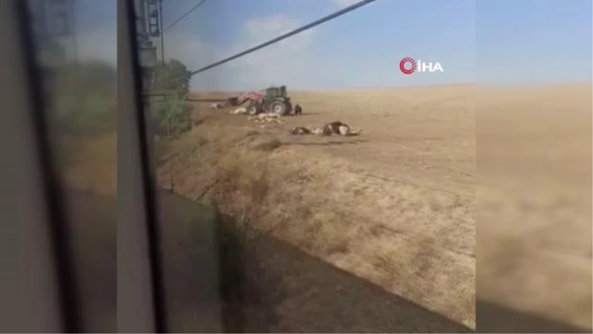 Son dakika haberi! Başkent'te tren kazasında 20 inek ve 2 at telef oldu