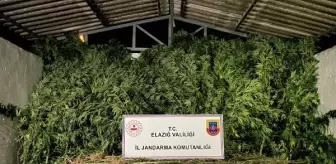 Elazığ haberi | Elazığ'da 68 kök kenevir ve 25 kilo kubar esrar ele geçirildi
