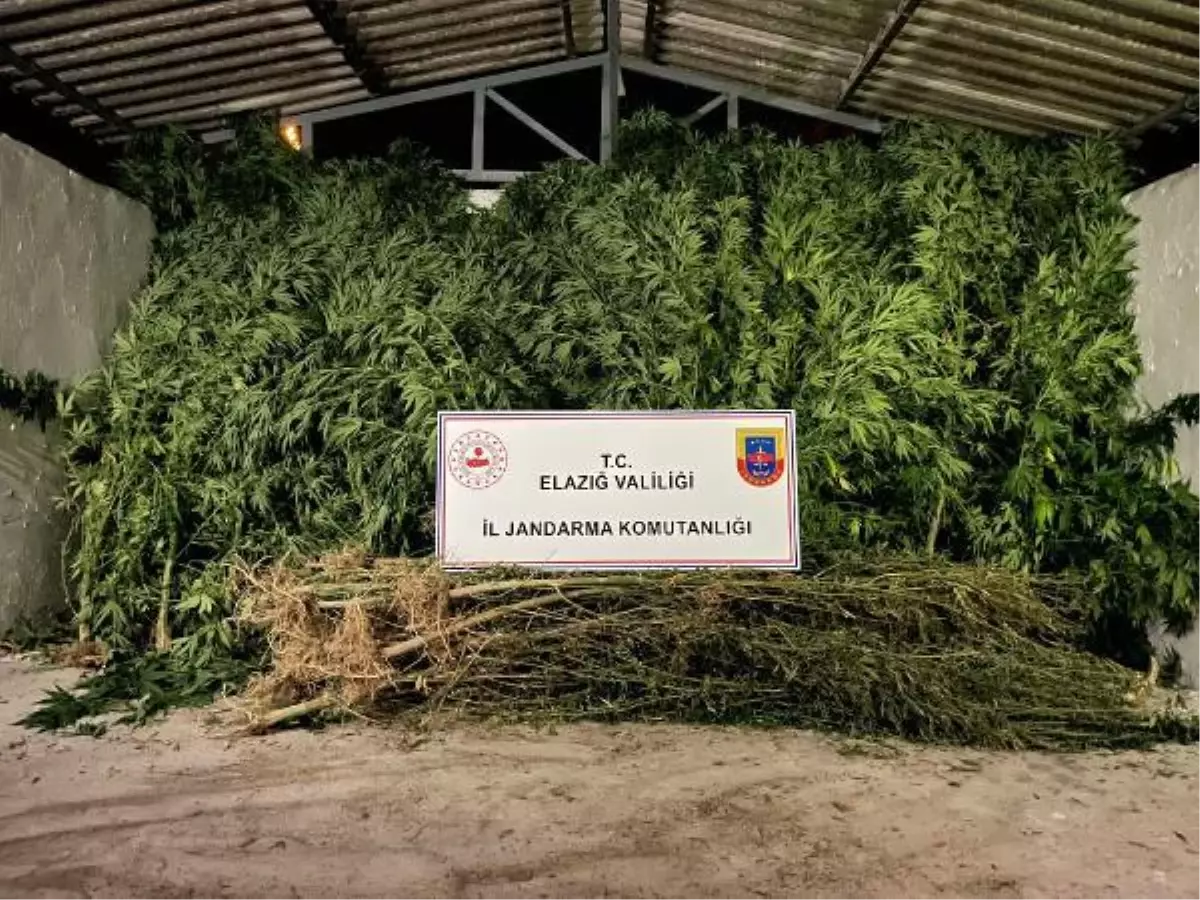 Elazığ haberi | Elazığ'da 68 kök kenevir ve 25 kilo kubar esrar ele geçirildi