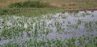 Kocaeli haberi: Kocaeli'de ekili arazileri su bastı