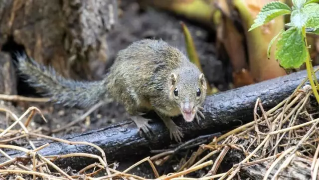 Langya virüsü nedir, nasıl bulaşıyor? Uzmanlar, Çin'de en az 35 kişiye bulaşan virüsle ilgili sivri fareleri işaret ediyor Langya virüsü nedir, nasıl bulaşıyor? Uzmanlar, Çin'de en az 35 kişiye bulaşan virüsle ilgili sivri fareleri işaret ediyor