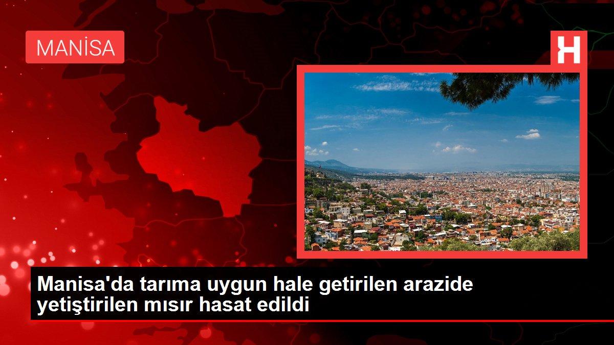 Manisa haberi | Manisa'da tarıma uygun hale getirilen arazide yetiştirilen mısır hasat edildi