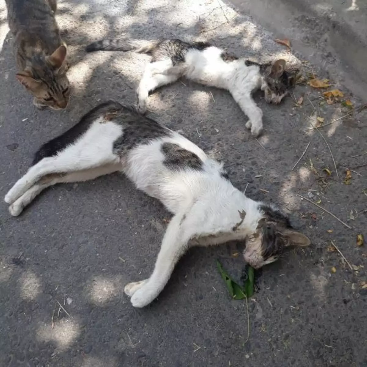 Son dakika haberi! Manisa'da zehirlendikleri öne sürülen 15 kedi ile 1 köpek ölü bulundu