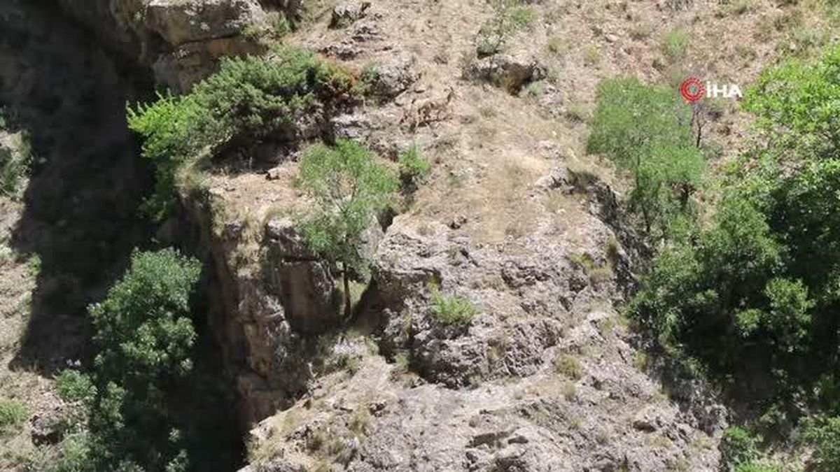 Munzur Dağlarında dağ keçileri böyle görüntülendi