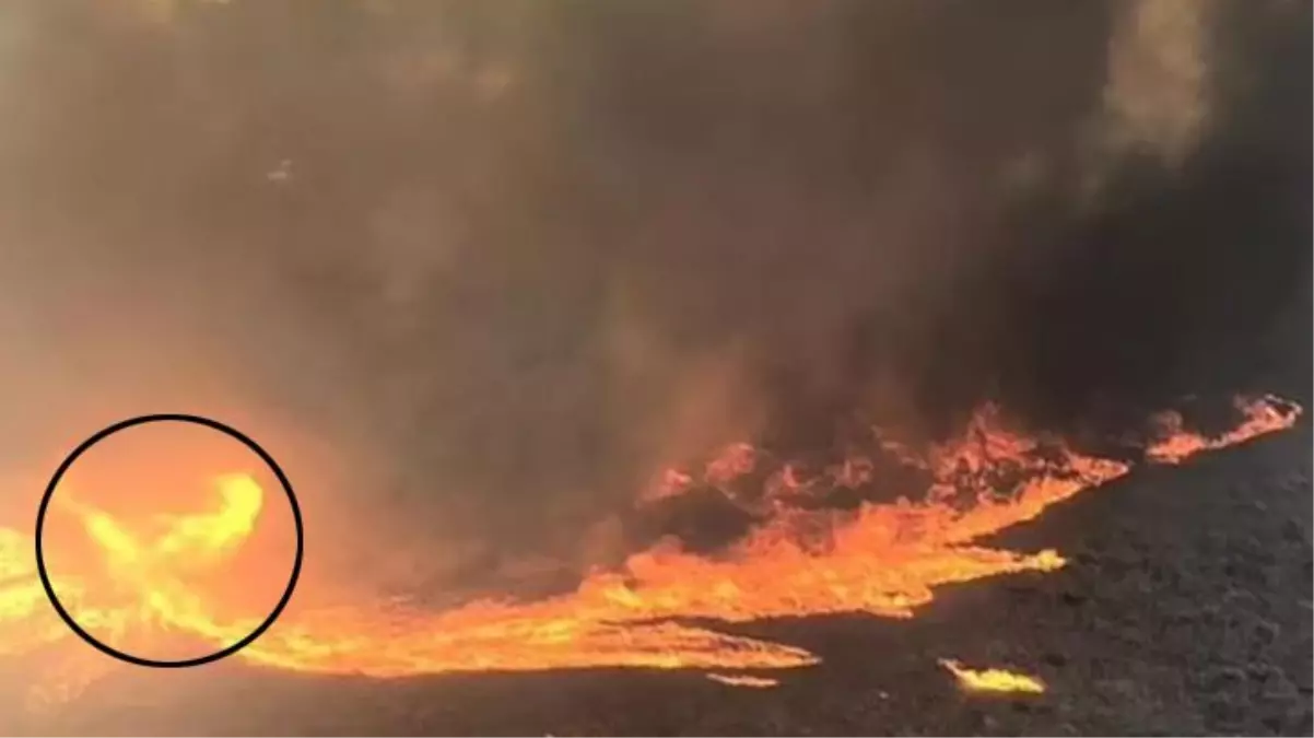 Orman cayır cayır yanarken çıkan alev hortumu görenleri ürküttü