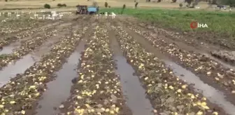 Sel basan tarlada toplanmaya bekleyen 35 ton patates sular altında kaldı