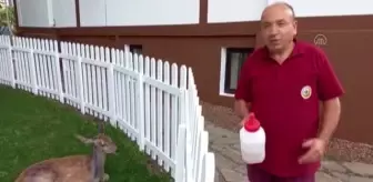 Tedavisi tamamlanan geyik doğaya salındı