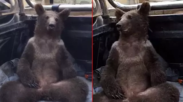 Türkiye onu konuşuyor! İşte balı fazla kaçırınca bayılan ayının son durumu