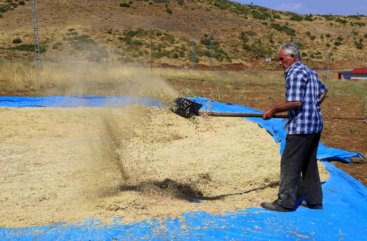 Bingöl ekonomi haberi: Bingöl'de bin dekar alanda nohut tarımı yapılıyor