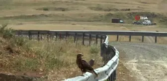 İki şahinin gökyüzünde dansı böyle görüntülendi