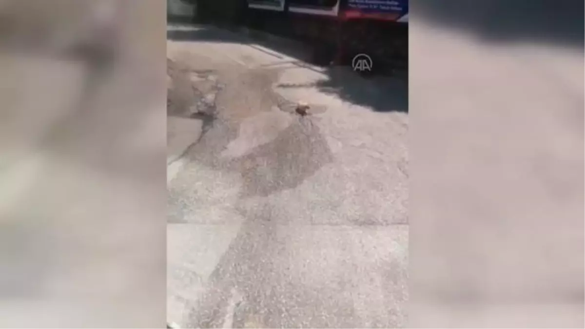 Su içen kediyi rahatsız etmek istemeyen şoför otobüsü durdurarak bekledi