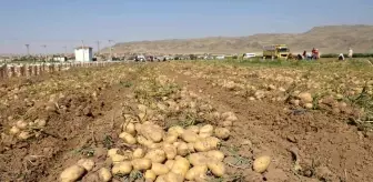 Vali Koç, çiftçilerle patates hasadı yaptı
