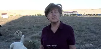 Yaşlı kadına 'sokakta hayvan besleme' tehdidi