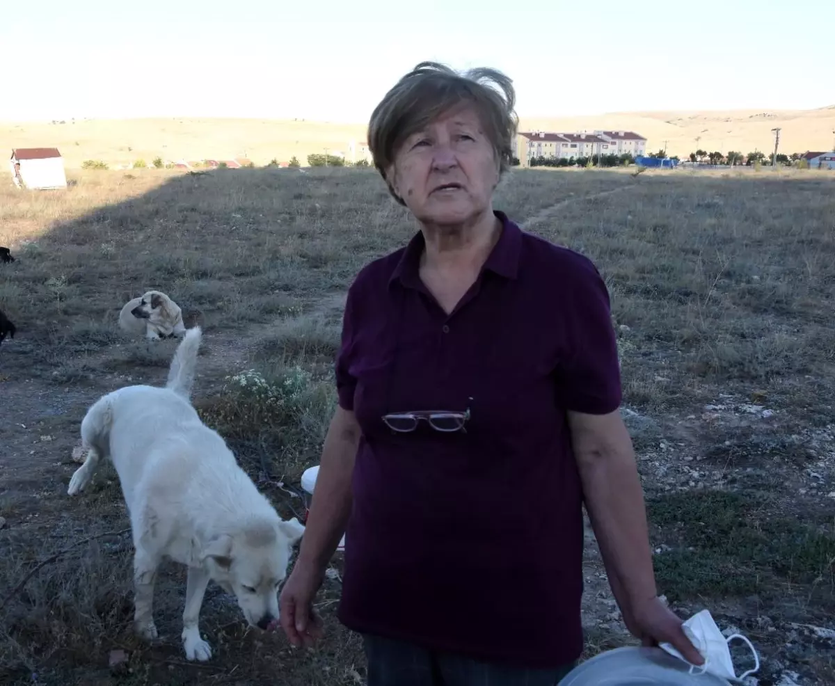 Yaşlı kadına 'sokakta hayvan besleme' tehdidi