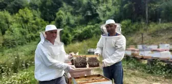 Karabük haberi... Yenice Ihlamur Balı 'Tescil' yolunda