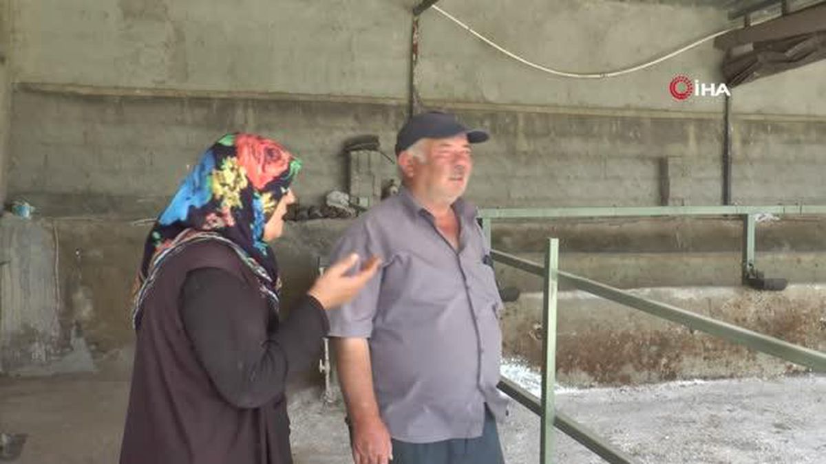 15 gün önce sabah yemledikleri hayvanlarını telef olmuş buldular