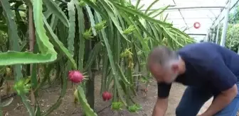 Son dakika haberi... 'Batarsın' diyenleri dinlemedi şimdi servet kazanıyor