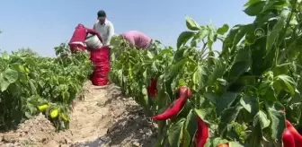 Hasadına başlanan kapya biberde 61 bin ton rekolte bekleniyor