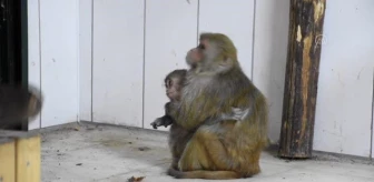 Kaçakçıların elinden kurtarılan yavru maymunlara 'Nene' annelik yapıyor