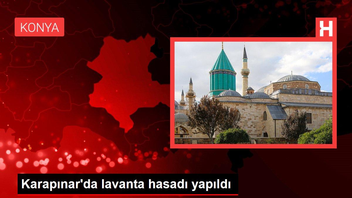 Konya haberleri! Karapınar'da lavanta hasadı yapıldı