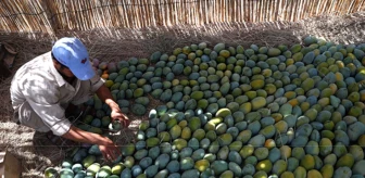 Mısır'da Mango Hasadı Başladı