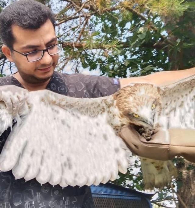 Avladığı yılanı yutamayınca boğulma tehlikesi geçiren kartal kurtarıldı