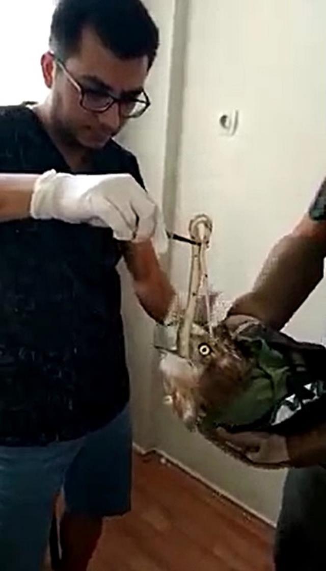Avladığı yılanı yutamayınca boğulma tehlikesi geçiren kartal kurtarıldı