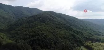Kene popülasyonunu azaltmak için 1000 adet sülün doğaya salındı