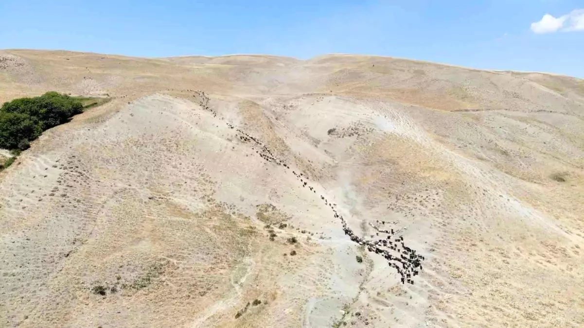 Muş haberi | Muş'ta yayla dönemini tamamlayan besiciler dönüşe geçti
