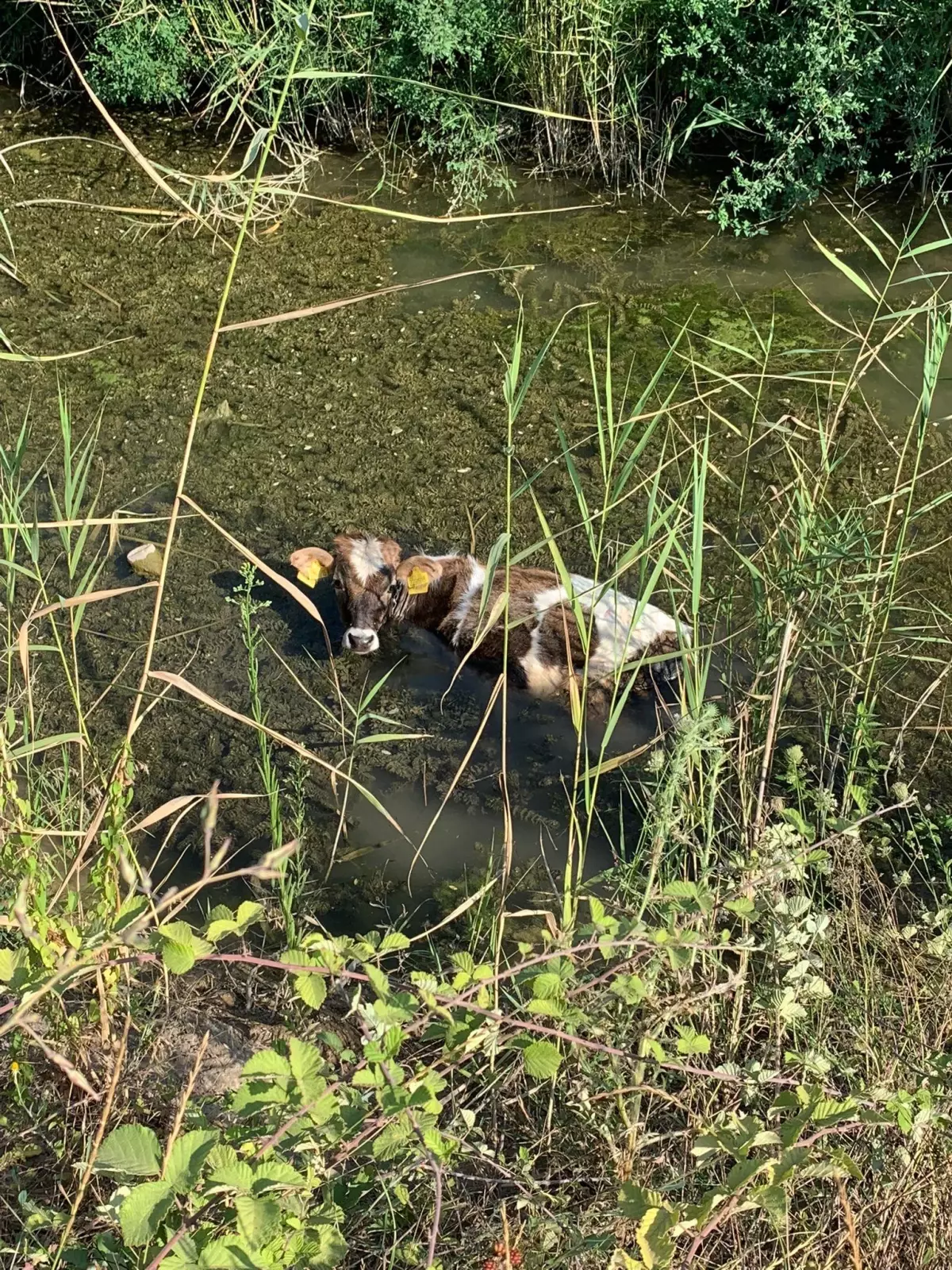 Tokat gündem haberleri | Tokat'ta balçığa saplanan ineği itfaiye ekipleri kurtardı