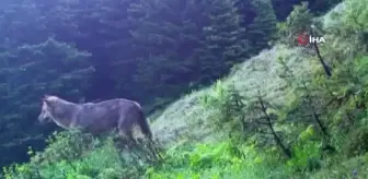 Uludağ'daki yaban hayatı böyle görüntülendi