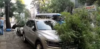 Başkentteki fırtına ve sağanak nedeniyle ağaçlar devrildi