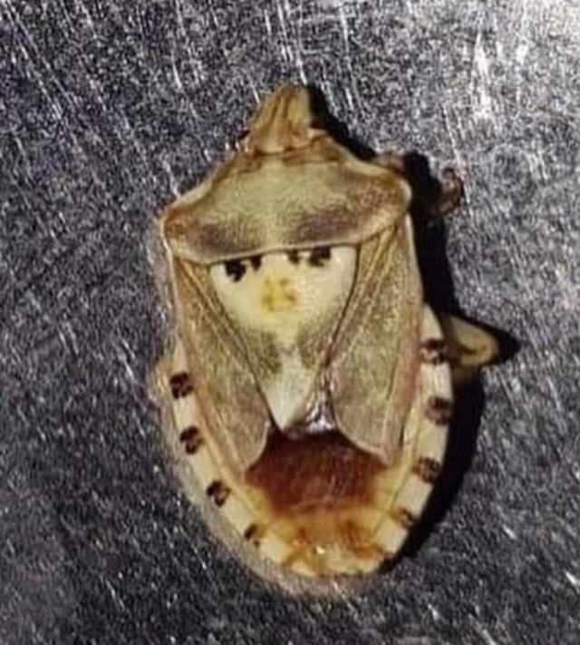 Batman'da çiftinin tarladan alıp ikiye ayırdığı kavundan çıkan böcek, görenleri hayrete düşürdü