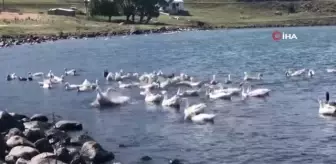 Bu yayladaki herkes geçimini kazdan sağlıyor