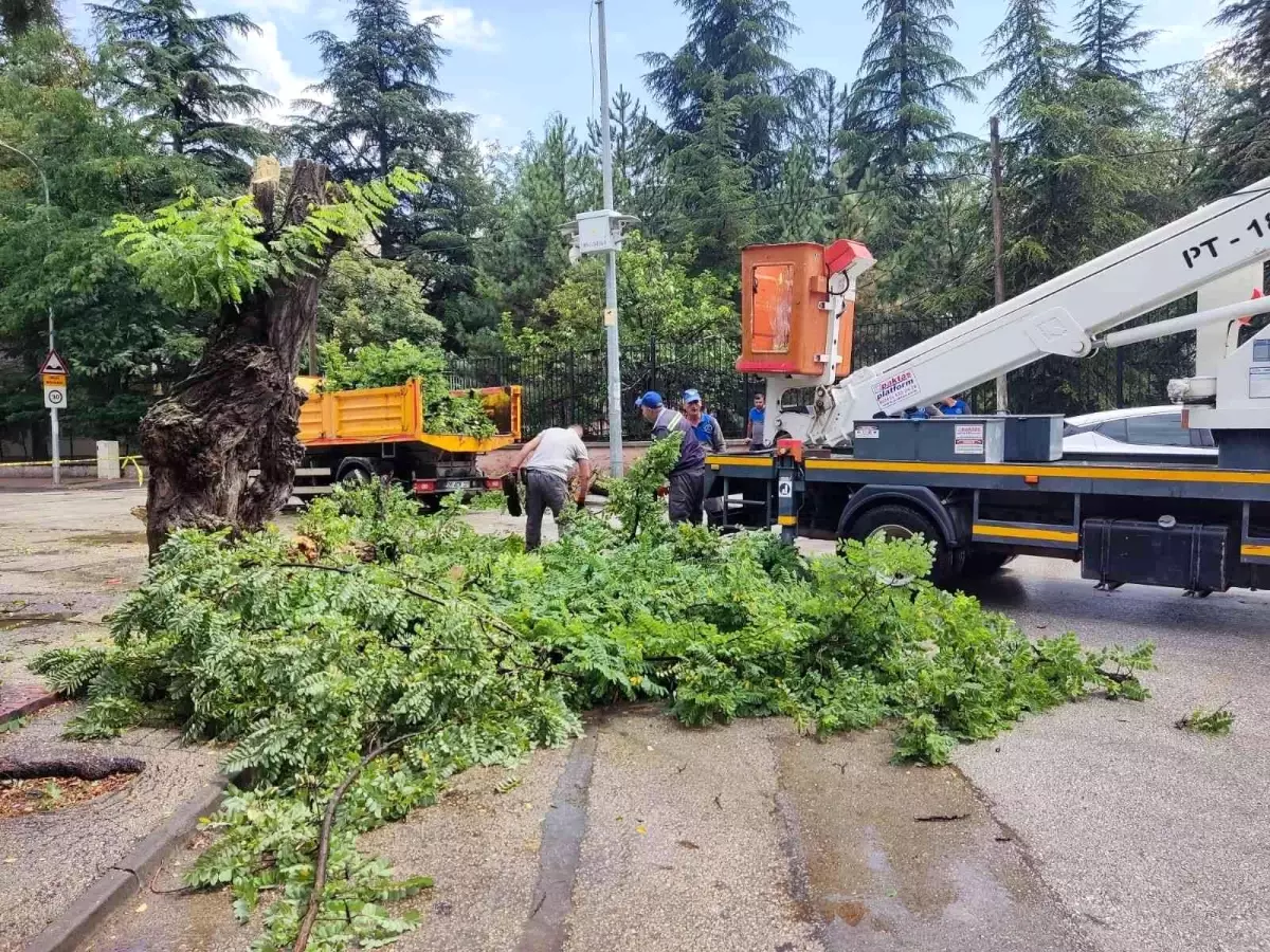 Çürük ağaç kırılarak seyir halindeki otomobilin üzerine düştü