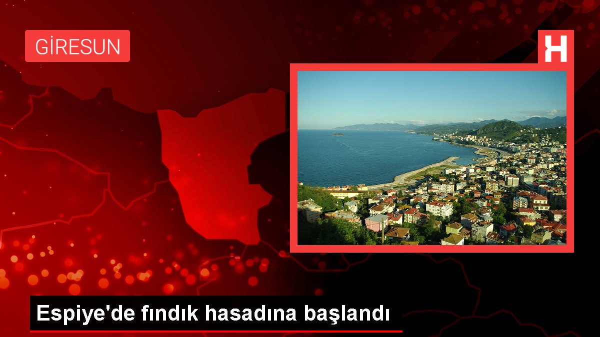 Giresun haber! Espiye'de fındık hasadına başlandı