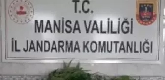 Evinin bahçesini kenevir tarlasına çevirmiş