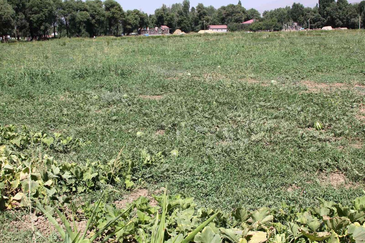 Bitlis haberleri! Güroymak'ta karpuz tarlada kaldı