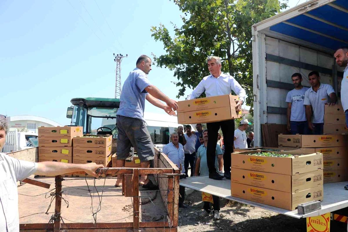 Samsun haber! Samsun'da 687 bin kışlık sebze fidesi dağıtıldı