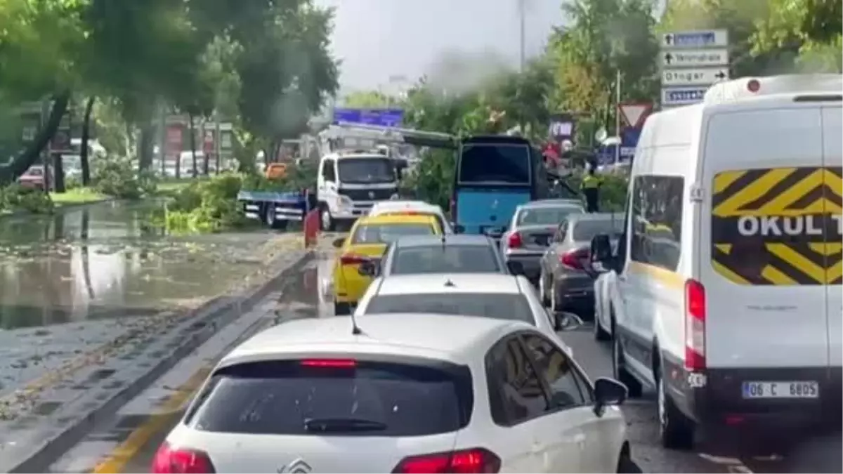 Şiddetli rüzgar ve yağış nedeniyle ağaçlar devrildi