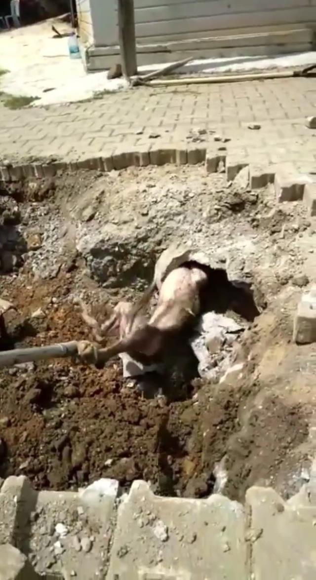 Yer altından gelen seslerin nedenini araştıran ekipler, toprağı kazınca içler acısı manzarayla karşılaştı